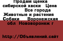Продам щенка сибирской хаски › Цена ­ 8 000 - Все города Животные и растения » Собаки   . Воронежская обл.,Нововоронеж г.